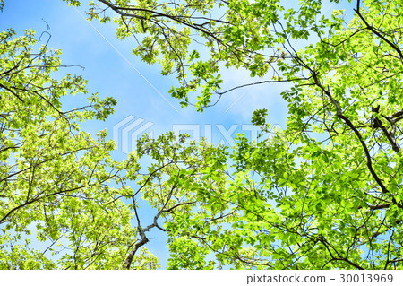 Fresh green in satoyama Fresh green in satoyama 30013969