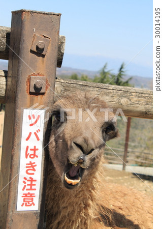 恐嚇恐嚇哭泣的動物動物 30014195