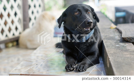 cute black dog sitting on the floor. 30014314