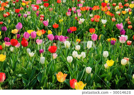 Five colors of mixed tulips 6 Five colors of mixed tulips 6 30014628