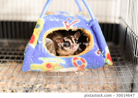 Fukuromomonga Fukuromomonga 30014647