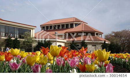 Tulip at Fukaya Green Park 30014654