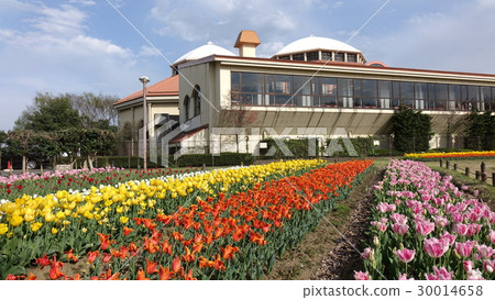 Tulip at Fukaya Green Park 30014658