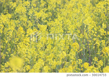 強姦開花 強姦開花 30014733