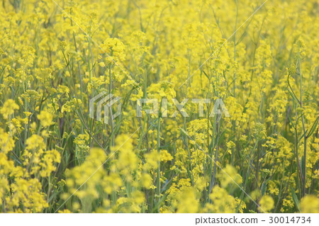 強姦開花 強姦開花 30014734