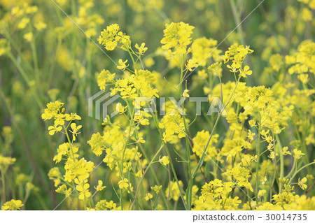 強姦開花 強姦開花 30014735