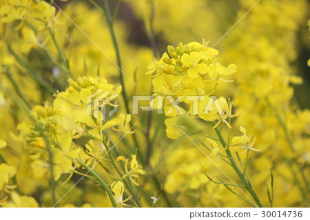 強姦開花 強姦開花 30014736