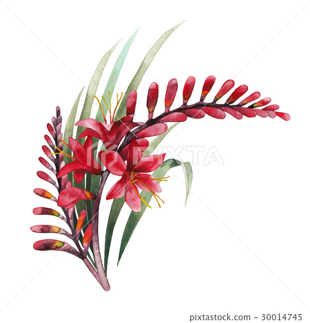 Watercolor crocosmia bouquet Watercolor crocosmia bouquet 30014745