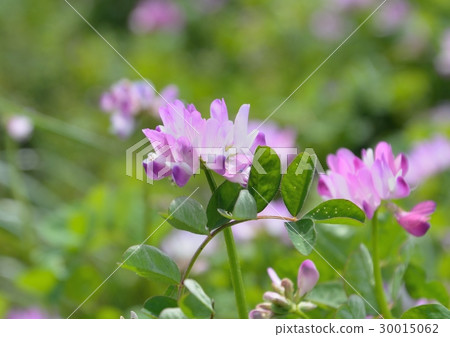 櫻花盛開的鮮花盛開 30015062