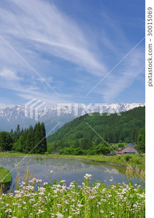 Shinshu Hakuba village blue ogre (Ao) Settlement area traditional building group from the rice terrace trailing the North Alps 30015069