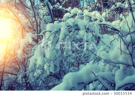 Snow-covered forest at sunset light 30015534