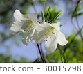 Goyo Azalea Flower 30015798