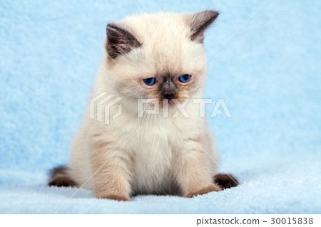 Portrait of cute little siamese kitten Portrait of cute little siamese kitten 30015838