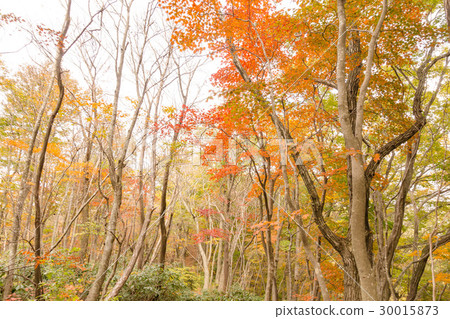 Kunigamiyama在秋天 30015873