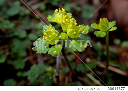 拖車專有Nekonomesou 拖車專有Nekonomesou 30015877