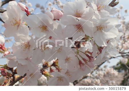 我櫻花的時候 30015879