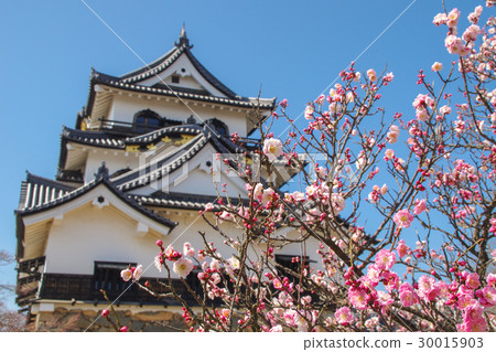 Hikone castle and plum Hikone castle and plum 30015903