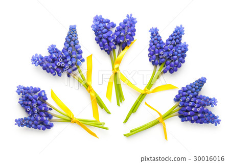 Muscari Flowers Isolated on White Background Muscari Flowers Isolated on White Background 30016016