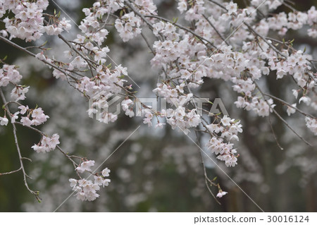 開花盛開 30016124