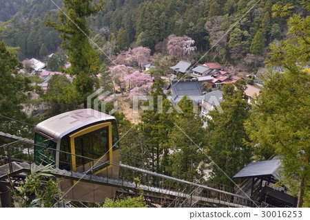 Mobiyama Kumonji skew elevator and cherry blossoms in Nishitani 30016253
