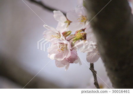 櫻花 30016461