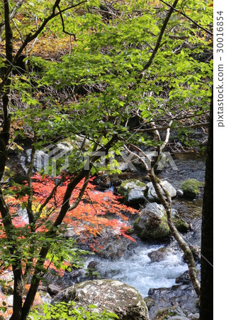 Autumn leaves of Odagariyama Valley Autumn leaves of Odagariyama Valley 30016854