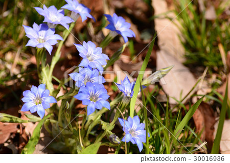 Halluintou藍色花 30016986