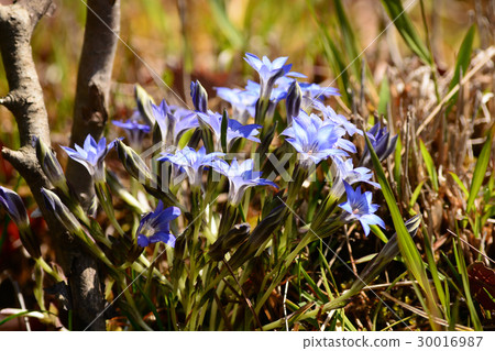 Blue flowers of Halluintou 30016987
