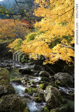 Autumn leaves of Odagariyama Valley 30017084