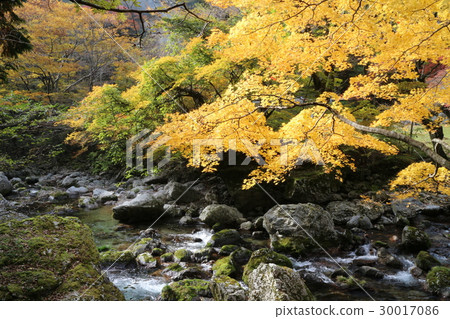 Autumn leaves of Odagariyama Valley 30017086