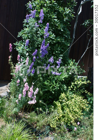 Hayen's grasshire northern flower language is "freedom" 30017352