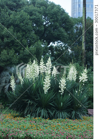 Yucca Atsuru Kimigayo Ran Flower language is "dashi" Yucca Atsuru Kimigayo Ran Flower language is "dashi" 30017371