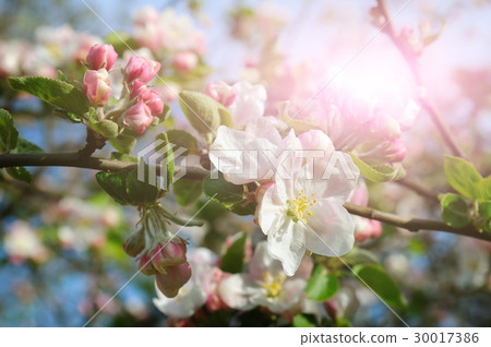 Flowers of an apple tree in the rays of  sun.  30017386