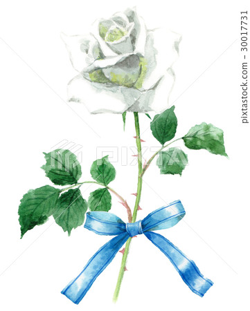 藍絲帶和白玫瑰 30017731