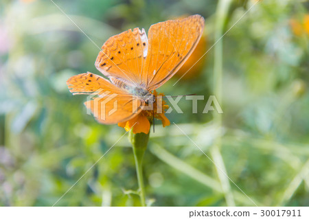 Batterfly 30017911