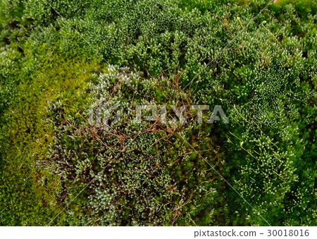 Fresh green moss Fresh green moss 30018016