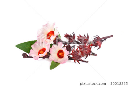 Hibiscus sabdariffa or roselle flower Hibiscus sabdariffa or roselle flower 30018235