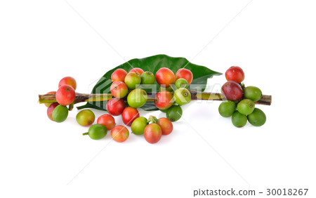 Fresh coffee beans on a white background Fresh coffee beans on a white background 30018267