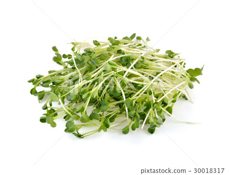 alfalfa sprouts or kai wah-rei on white background alfalfa sprouts or kai wah-rei on white background 30018317