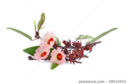 Hibiscus sabdariffa or roselle flower Hibiscus sabdariffa or roselle flower 30018433