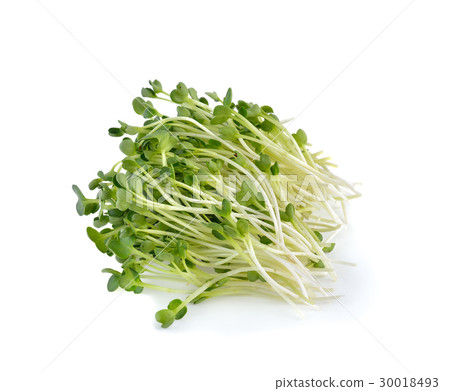 alfalfa sprouts or kai wah-rei on white background 30018493
