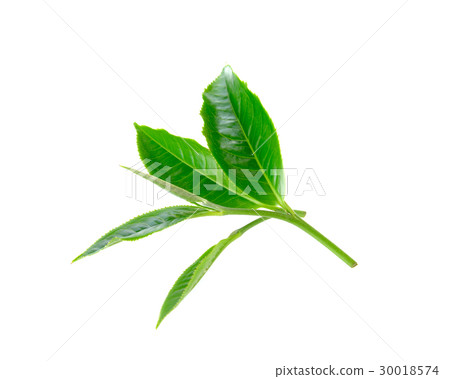 Green tea leaf isolated on white background 30018574