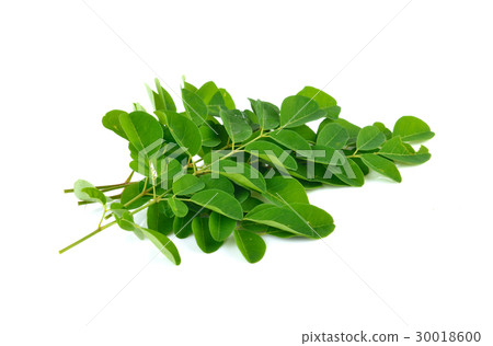 Moringa leaves on white background Moringa leaves on white background 30018600