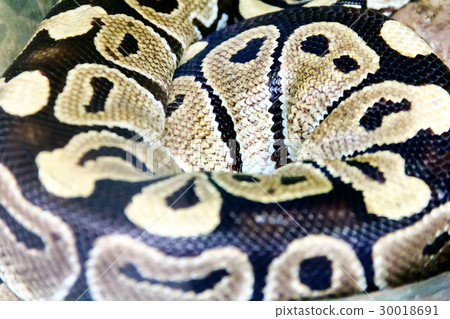 Photo of snake skin close up in zoo 30018691