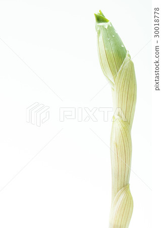 Horticultural grass 30018778