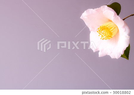 山茶花 - Akebono 山茶花 - Akebono 30018802