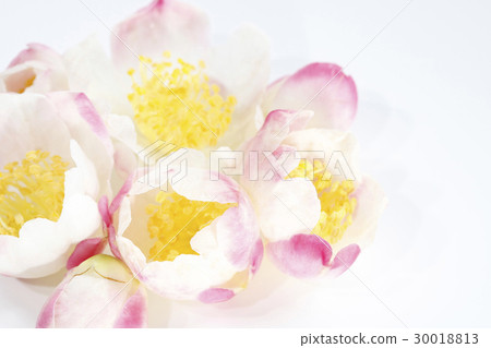 Southernka / Narumiigata 30018813