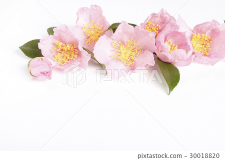 Southernka / Sakura Komachi 30018820