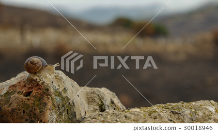 Snail on the post beside road 30018946