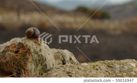 Snail on the post beside road 30018947